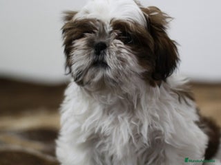 Shih Tzu perros Cachorro de Shihtzu - Anuncio 1