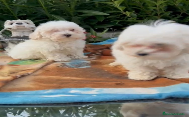 Maltipoo perros - Propaganda 13