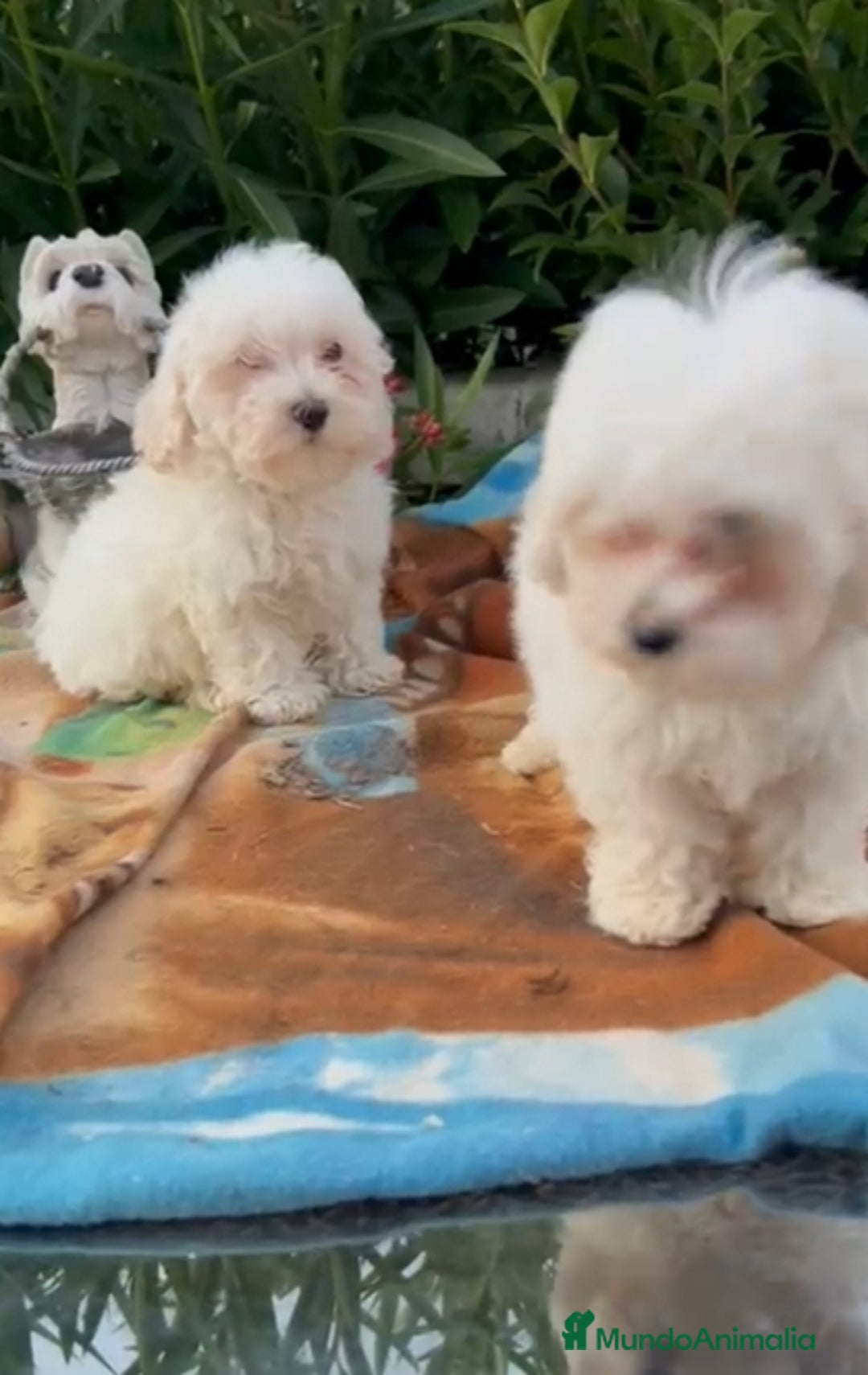 Maltipoo perros en venta: Maltipo calidad y selección  - Imagen 1