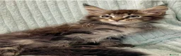 Maine Coon gatos en venta: Macho black blotched tabby - Anuncio 2