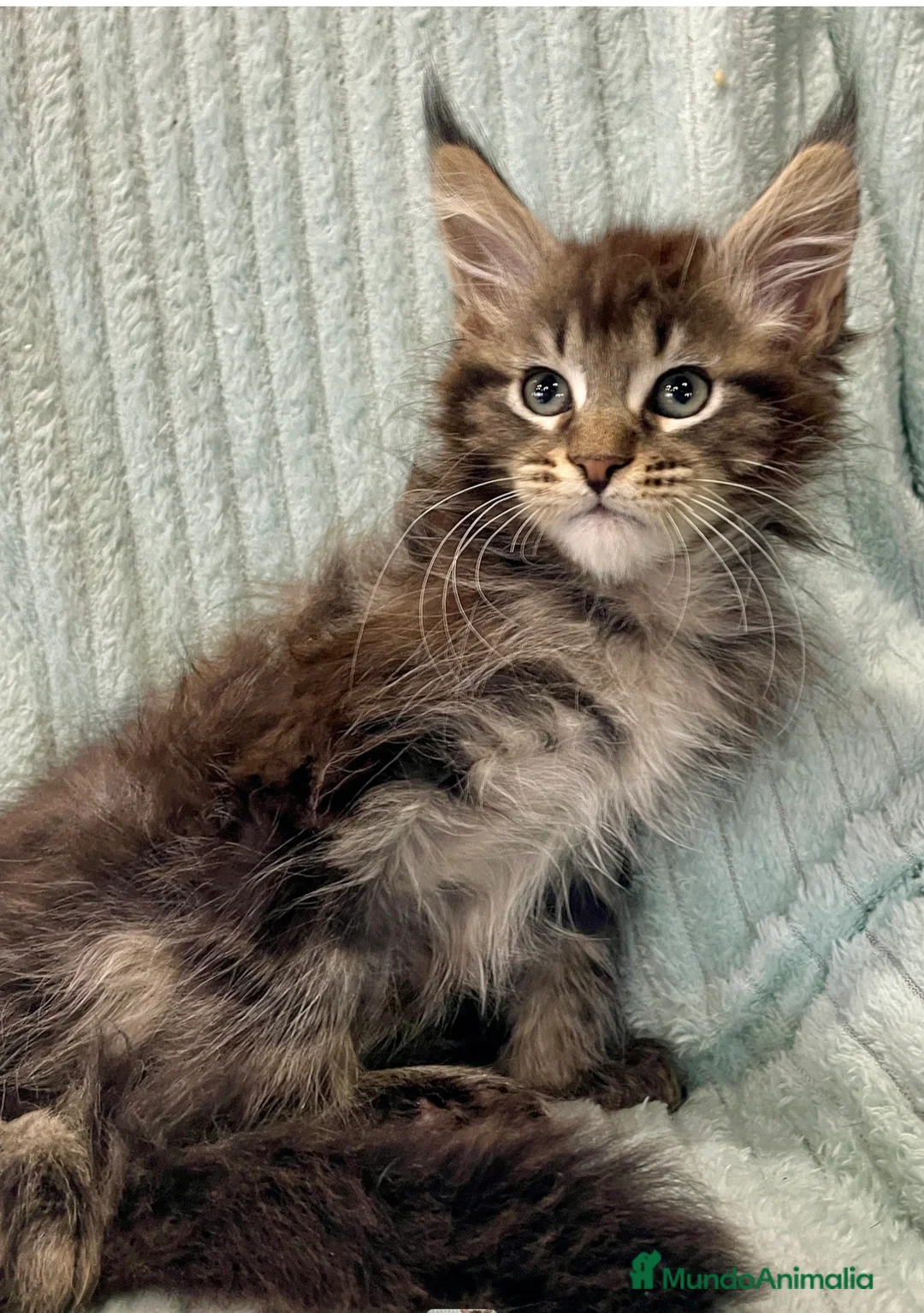 Maine Coon gatos en venta: Macho black blotched tabby - Anuncio 2