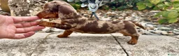 Teckel Miniatura perros en venta: Teckel kaninchen hembra  - Anuncio 2