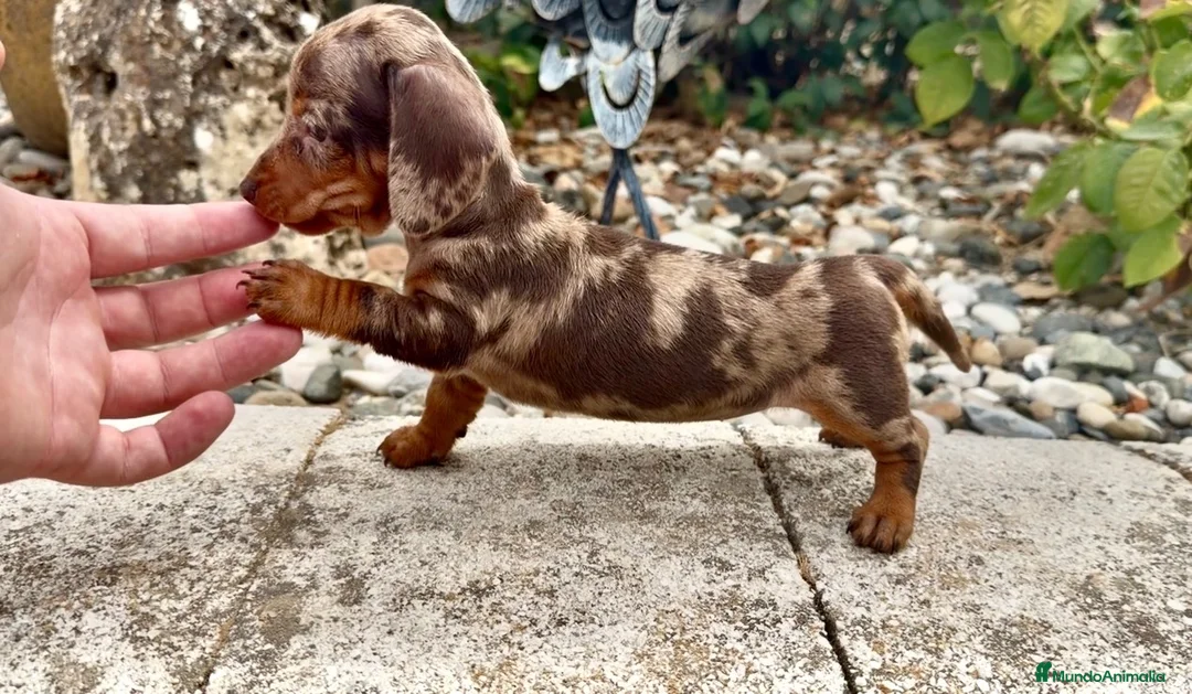 Teckel Miniatura perros en venta: Teckel kaninchen hembra  - Anuncio 2