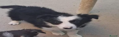 Border Collie 4