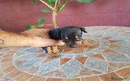 Ratón de Praga perros en venta: Ratón de praga  - Imagen 7