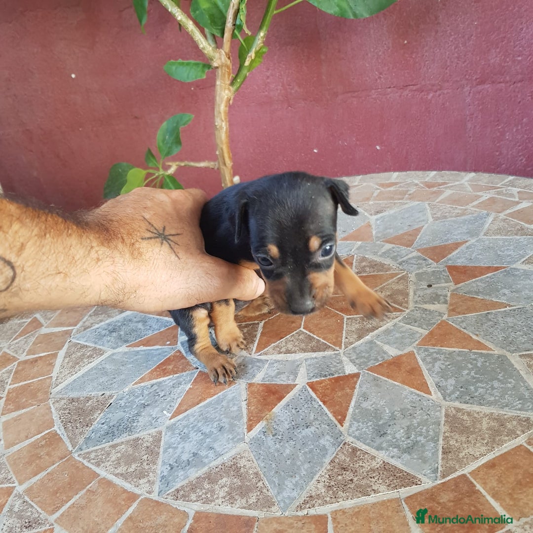 Ratón de Praga perros en venta: Ratón de praga  - Imagen 7
