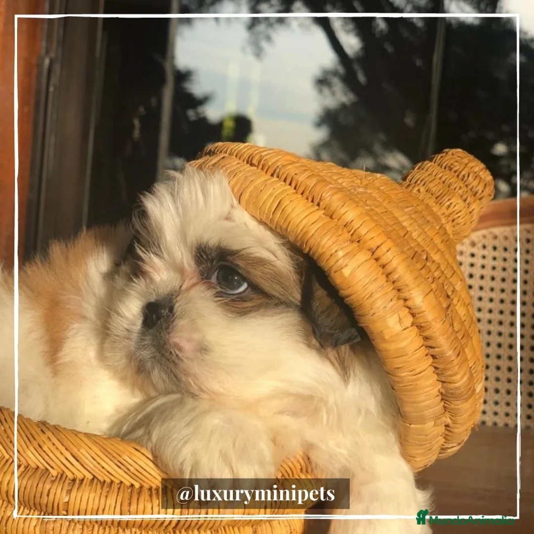 Shih Tzu perros en venta: Camada de Shitzu de padres Toy en Madrid - Anuncio 4