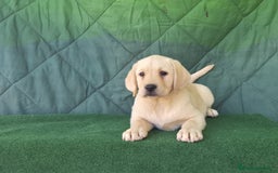 Labrador Retriever perros en venta: LABRADOR amarillo cachorros - Imagen 4