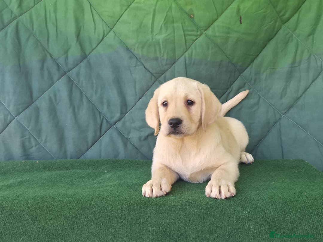 Labrador Retriever perros en venta: LABRADOR amarillo cachorros - Imagen 4