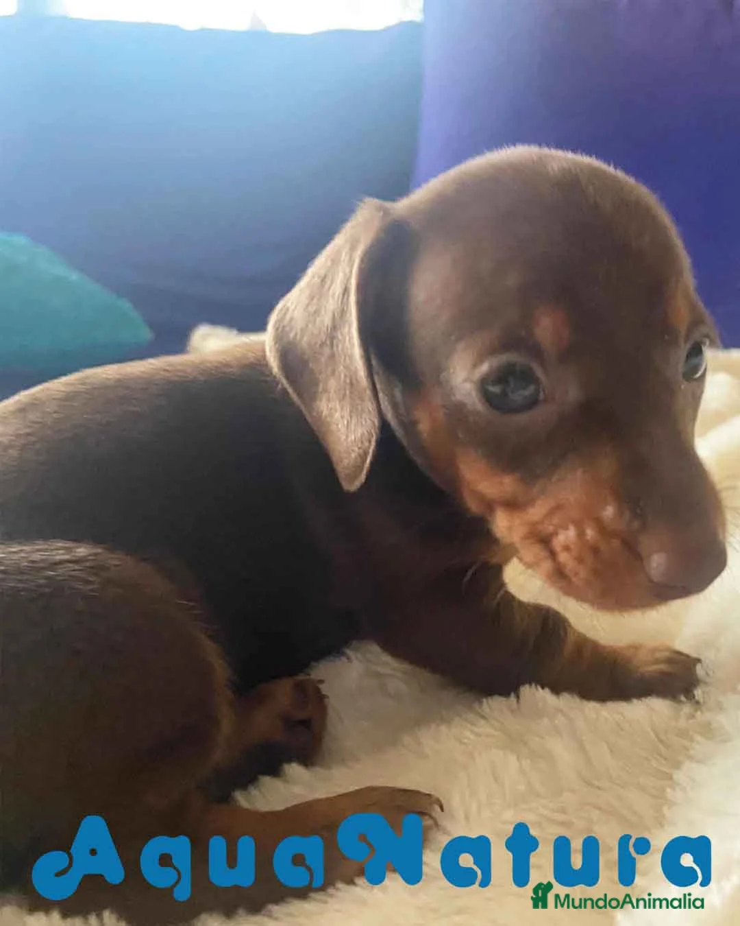 Teckel Miniatura perros en venta:  Teckel Macho de Kily y Tilo 1884 AQUANATURA en Barcelona - Anuncio 5