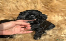 Cocker Spaniel Inglés perros en venta: COCKER SPANIEL INGLÉS NEGRO MACHO - Imagen 3