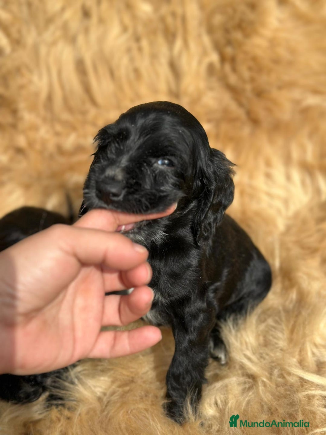 Cocker Spaniel Inglés perros en venta: COCKER SPANIEL INGLÉS NEGRO MACHO - Imagen 3