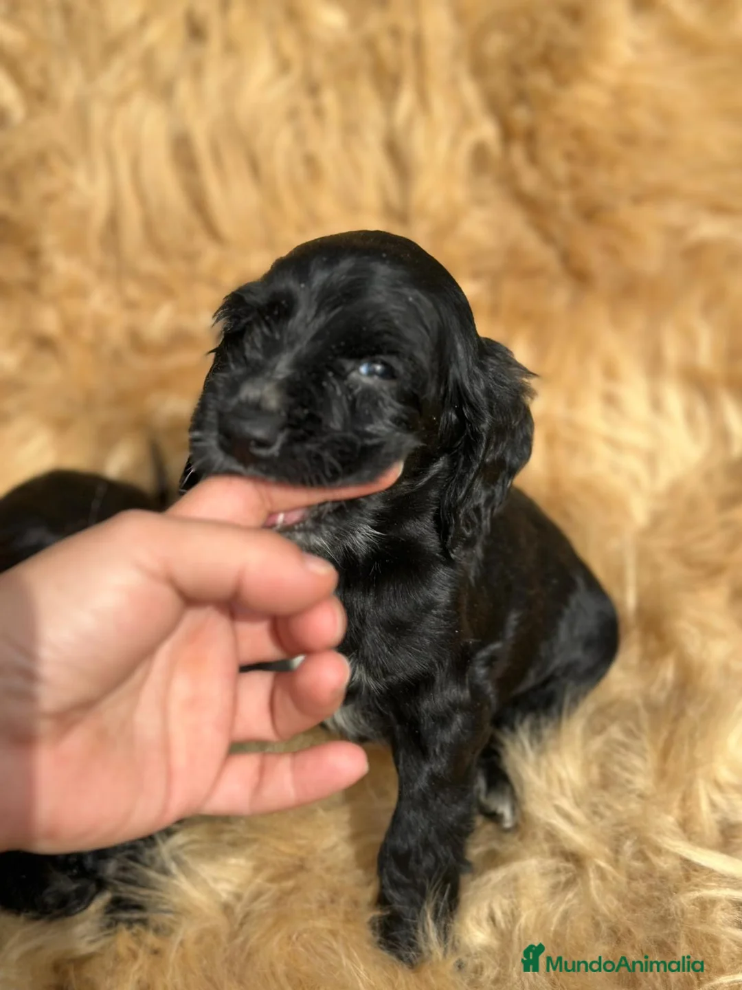 Cocker Spaniel Inglés perros en venta: COCKER SPANIEL INGLÉS NEGRO MACHO - Anuncio 3