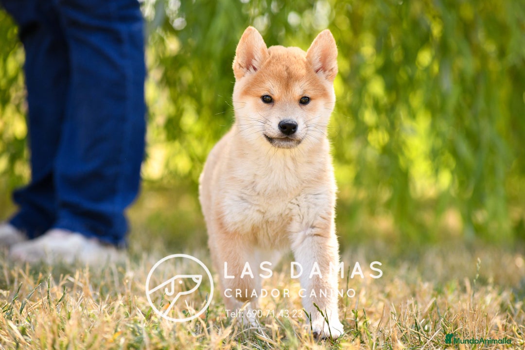Shiba Inu perros en venta: SHIBA INU DISPONIBLES - Imagen 3