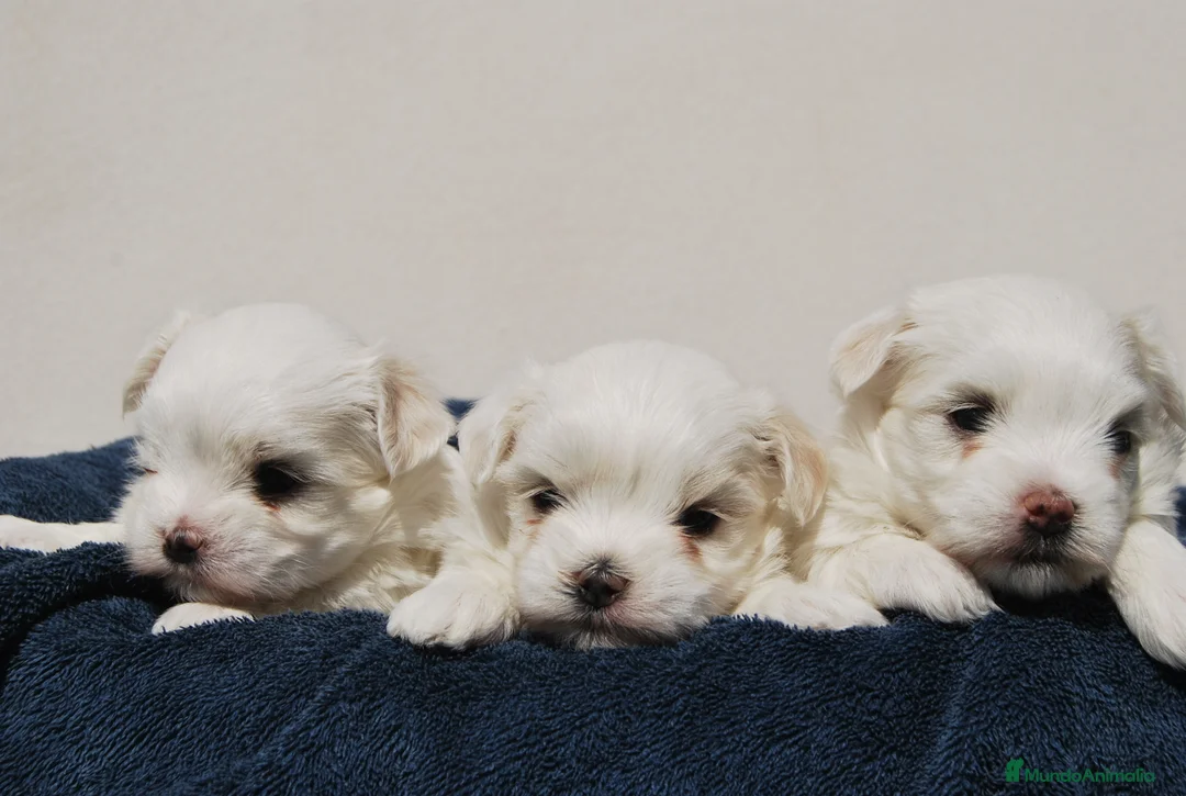 Bichón Maltés perros en venta: Bichon Maltes toy , criadero serio y profesional  en Madrid - Anuncio 9