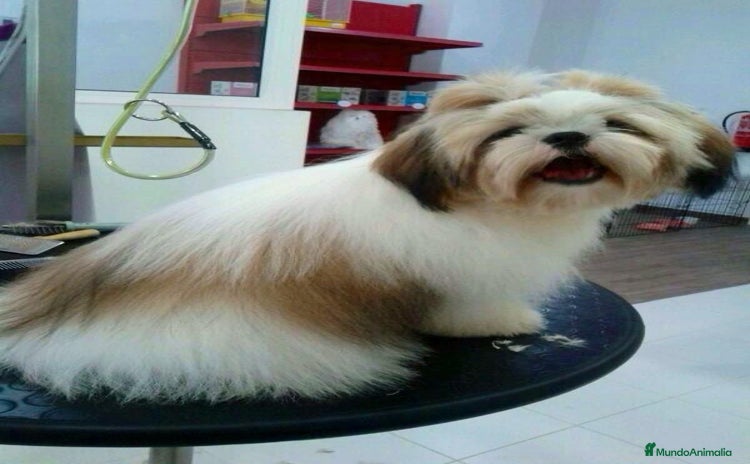 Shih Tzu perros - Propaganda 1