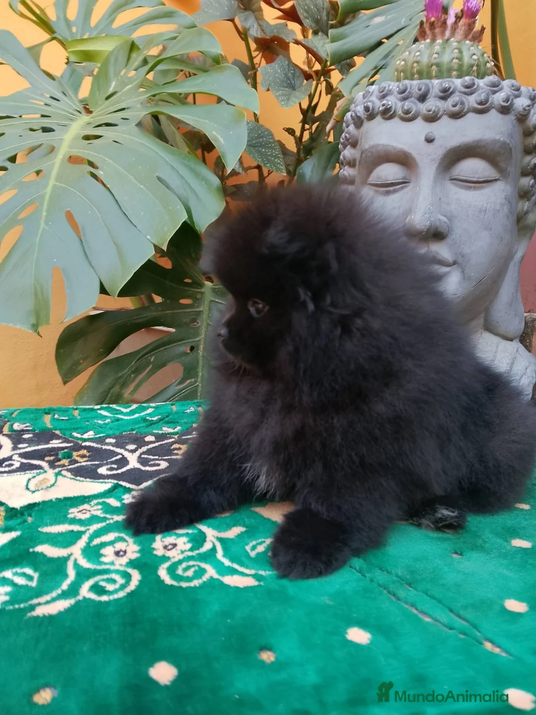 Pomerania perros en venta: Hembra pomerania negra 🐶🐾🩷 en Sevilla - Anuncio 2