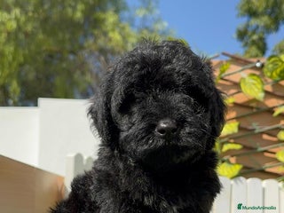 Perro de Agua Español perros - Anuncio 4