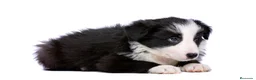 Border Collie perros en venta: BORDER COLLIE AL MEJOR PRECIO , LLÁMENOS !! - Anuncio 2