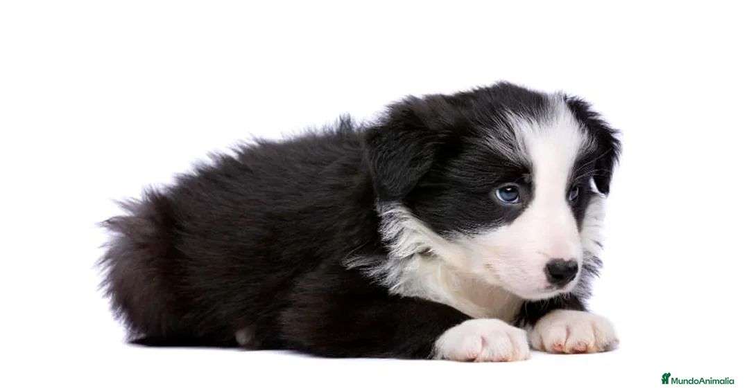 Border Collie perros en venta: BORDER COLLIE AL MEJOR PRECIO , LLÁMENOS !! - Anuncio 2