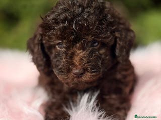 Maltipoo perros Maltipoo chocolate - Anuncio 32