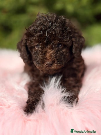Maltipoo perros Maltipoo chocolate - Anuncio 1