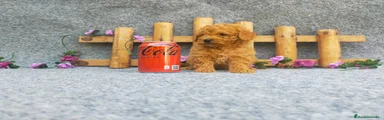 Caniche Toy Cachorro 12