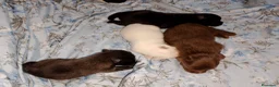 Pomchi perros en venta: Camada de pomchi  - Anuncio 3