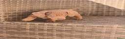 Teckel Miniatura perros en venta: Teckel Mini Arlequín macho ojos claros - Anuncio 5