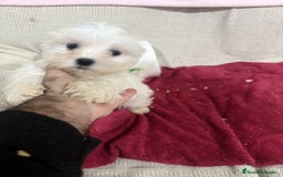 Bichón Maltés perros en venta: Bichon maltés toy  - Anuncio 5