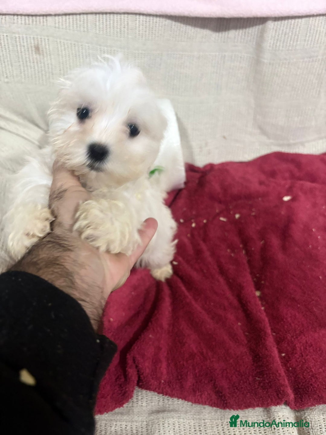 Bichón Maltés perros en venta: Bichon maltés toy  - Anuncio 5