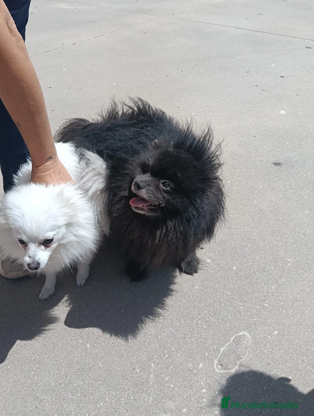 Pomerania perros en venta: Pomerania  - Anuncio 6