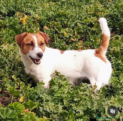 Jack Russell Terrier perros - Anuncio 1