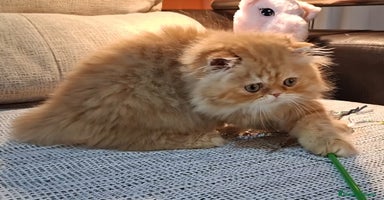Persa gatos - Propaganda 3