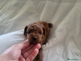 Caniche Enano perros en Barcelona - Anuncio 33