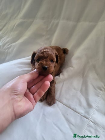 Caniche Enano perros en Barcelona - Anuncio 13