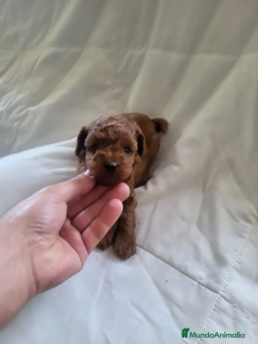 Caniche Enano perros en venta: Preciosos caniches  en Barcelona - Anuncio 1