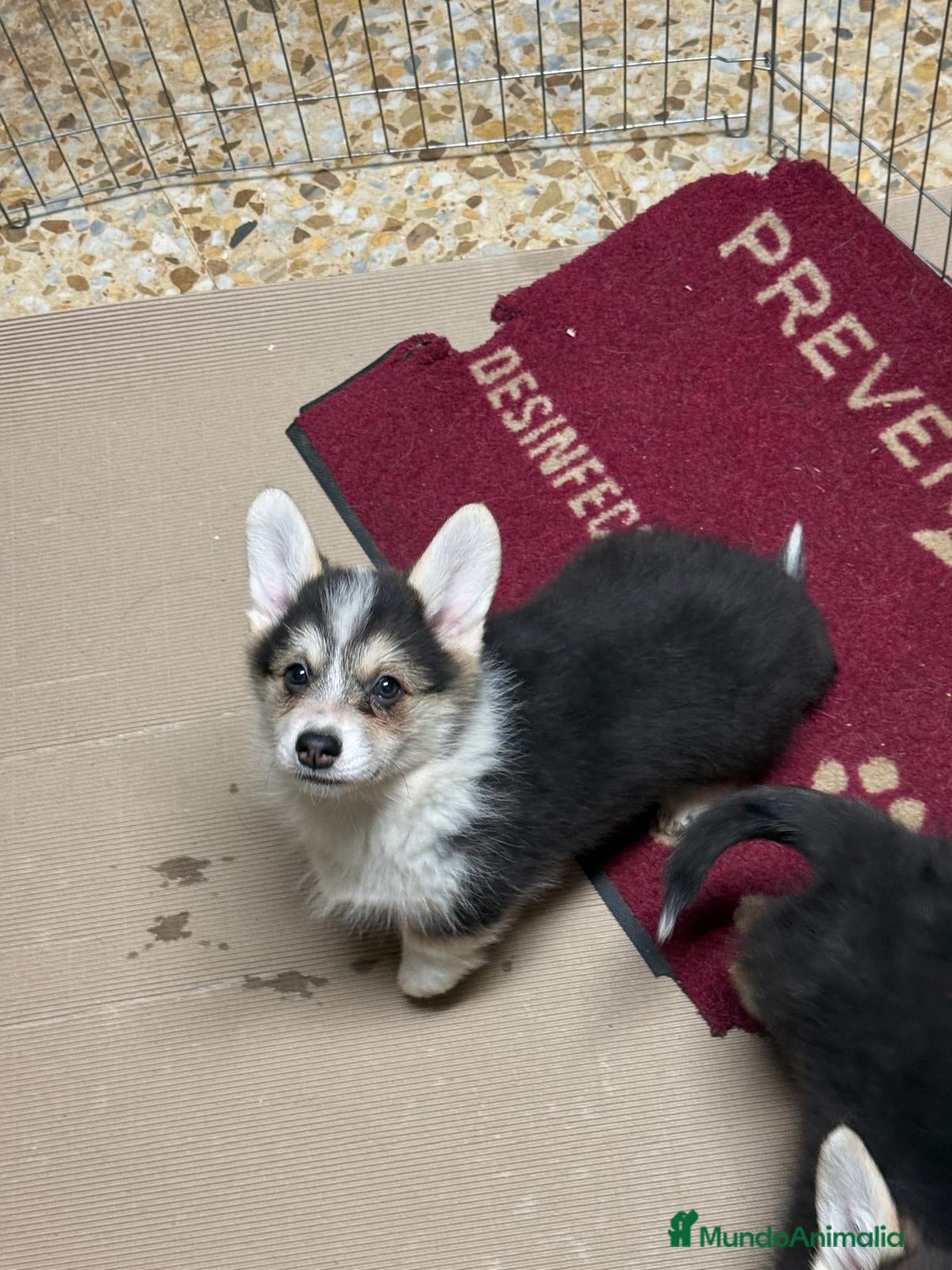Welsh Corgi Pembroke perros corgi pembroke tricolor  - Anuncio 1