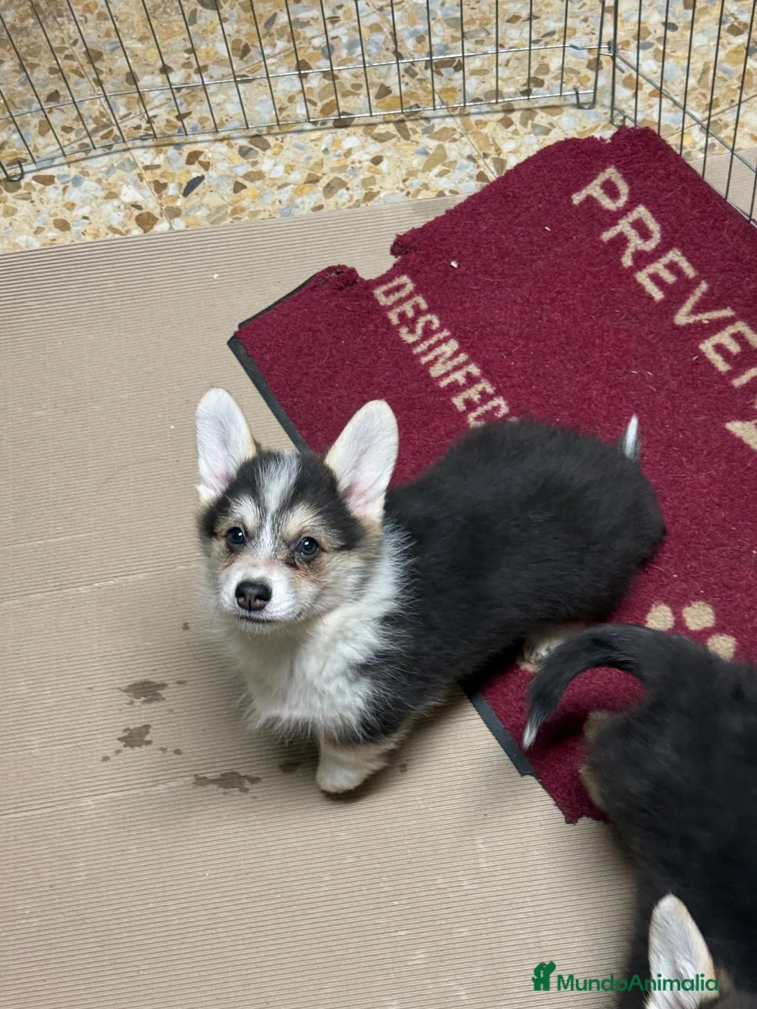 Welsh Corgi Pembroke perros en venta: corgi pembroke tricolor  - Anuncio 1
