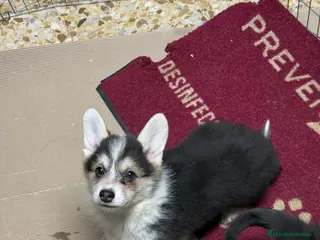 Welsh Corgi Pembroke perros corgi pembroke tricolor - Anuncio 1