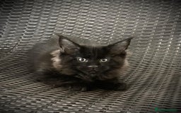 Maine Coon gatos en venta: Maine Coon Macho Negro - Imagen 3