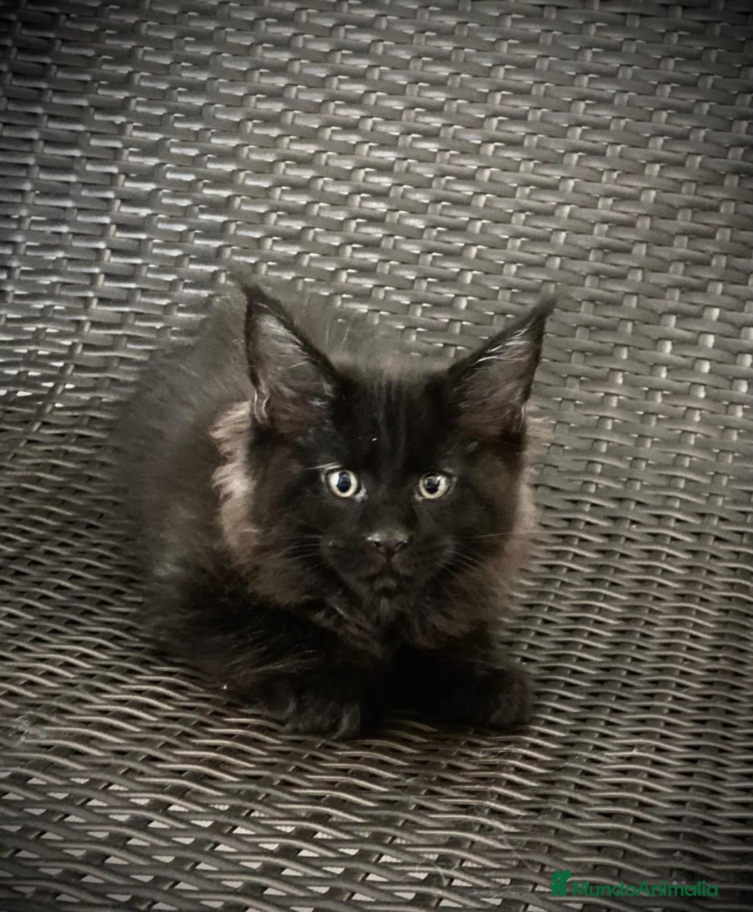 Maine Coon gatos en venta: Maine Coon Macho Negro - Imagen 3