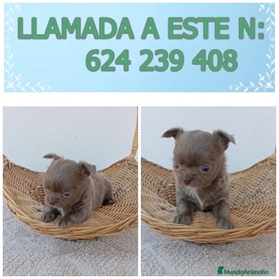 Chihuahua Cachorro 1
