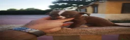 Chihuahua perros en venta: Chihuahuas mini toy  - Anuncio 8