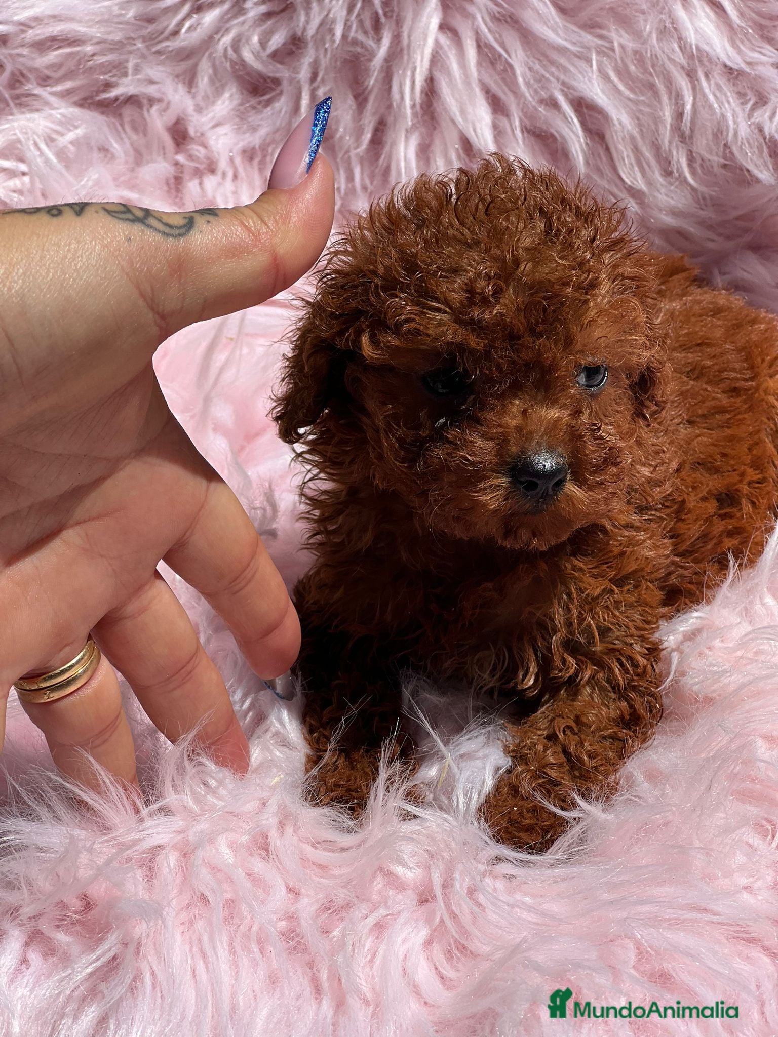 Caniche Toy perros Caniche tea cup en Barcelona - Anuncio 12