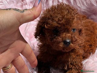 Caniche Toy perros Caniche tea cup en Barcelona - Anuncio 13