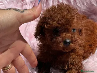 Caniche Toy perros Caniche tea cup en Barcelona - Anuncio 30