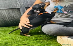 Teckel Miniatura perros en venta: ULTIMO SALCHI - Imagen 3