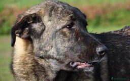 Mastín Español perros en venta: Mastín Español Autoctono Tradicional Ganadero - Imagen 10