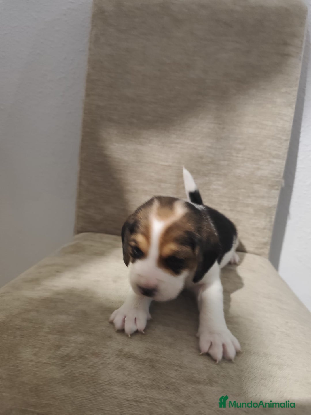 Beagle perros en venta: BEAGLES - Anuncio 7